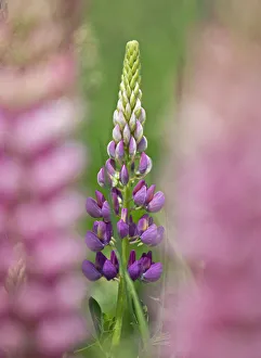 Garden lupin (Lupinus polyphyllus) Terwick Church Fields, Sussex, UK. June Garden lupin (Lupinus polyphyllus) Terwick Church Fields, Sussex, UK. June