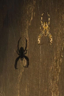 Images Dated 24th August 2007: Garden spider (Araneus diadematus) hanging on web with shadow behind, Belgium