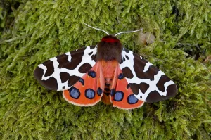 Garden tiger moth (Arctia caja) Killard Point NNR, Ballyhornan, County Down Garden tiger moth (Arctia caja) Killard Point NNR, Ballyhornan, County Down