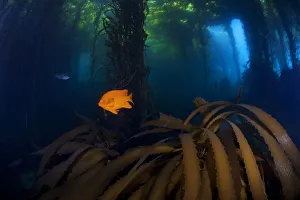 Garibaldi fish (Hypsypops rubicundus) and Giant Kelp (Macrocystis pyrifera) forest Garibaldi fish (Hypsypops rubicundus) and Giant Kelp (Macrocystis pyrifera) forest