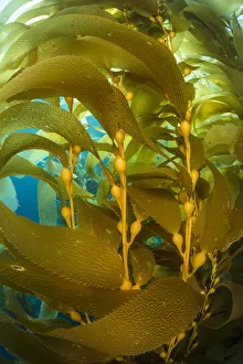 Detail of the gas bladders and fronds of Giant kelp (Macrocystis pyrifera) plant Detail of the gas bladders and fronds of Giant kelp (Macrocystis pyrifera) plant
