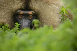 Gelada Baboon (Theropithecus gelada) male lying in a forest glade at around 3 Gelada Baboon (Theropithecus gelada) male lying in a forest glade at around 3