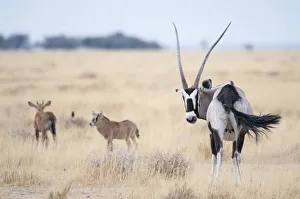 Gemsbok (Oryx gazella) female with two calves, Namibrand Reserve, Namib Desert, Namibia Gemsbok (Oryx gazella) female with two calves, Namibrand Reserve, Namib Desert, Namibia