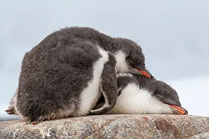 Sphenisciformes Gallery: Two Gentoo penguin (Pygoscelis papua) chicks sleeping huddled together, Port Lockroy, Goudier Island