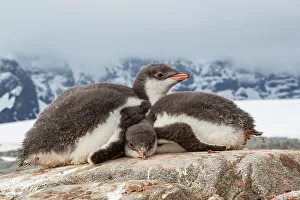 Two Gentoo penguin (Pygoscelis papua) chicks sleeping huddled together, Port Lockroy, Goudier Island, Antarctic Peninsula, Antarctica Sphenisciformes Gallery: Two Gentoo penguin (Pygoscelis papua) chicks sleeping huddled together, Port Lockroy, Goudier Island