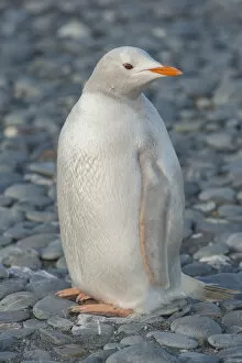 Spheniscidae Gallery: Gentoo Penguin (Pygoscelis papua) albino, Salisbury Island, South Georgia