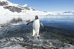 Images Dated 8th December 2012: Gentoo Penguin (Pygoscelis papua) coming in from the sea, Cuverville Island, Antarctic Peninsula