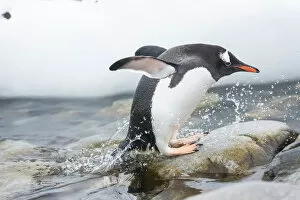 Gentoo Penguin (Pygoscelis papua) coming out of the sea, Cuverville Island, Antarctic Peninsula