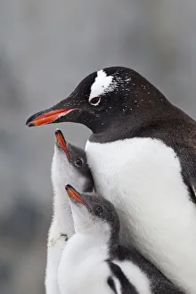 Gentoo Penguin (Pygoscelis papua) with two large chicks Gentoo Penguin (Pygoscelis papua) with two large chicks