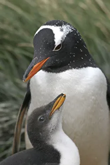 Gentoo penguin (Pygoscelis papua) at nest with chick, Macquarie Island, Southern Atlantic Gentoo penguin (Pygoscelis papua) at nest with chick, Macquarie Island, Southern Atlantic