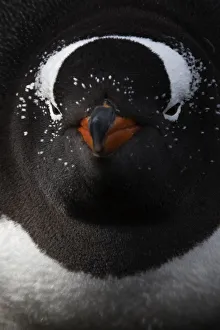 Gentoo penguin (Pygoscelis papua) resting on nest, Sea Lion Island, Falkland Islands Gentoo penguin (Pygoscelis papua) resting on nest, Sea Lion Island, Falkland Islands