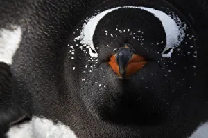Gentoo penguin (Pygoscelis papua) sleeping in the nest, Sea Lion Island, Falkland Islands Gentoo penguin (Pygoscelis papua) sleeping in the nest, Sea Lion Island, Falkland Islands