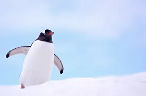 Gentoo Penguin {Pygoscelis papua} on snowline, Antarctica Gentoo Penguin {Pygoscelis papua} on snowline, Antarctica