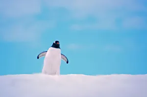 Gentoo Penguin {Pygoscelis papua} on snowline. Antarctica Gentoo Penguin {Pygoscelis papua} on snowline. Antarctica