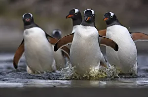 Sphenisciformes Gallery: Gentoo penguin (Pygoscelis papua) walking back to the colony, Sea Lion Island, Falkland Islands