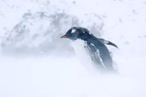 Gentoo Penguin Gallery: Gentoo Penguin {Pygoscelis papua} walking through snow storm, Antarctica