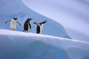 Images Dated 21st January 2006: Gentoo penguins on iceberg (Pygoscelis papua) Antarctic Peninsula