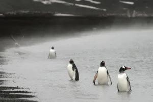Gentoo penguins (Pygoscelis papua) on the shore of Deception Island, Antarctica Gentoo penguins (Pygoscelis papua) on the shore of Deception Island, Antarctica