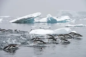 Gentoo penguins (Pygoscelis papua) swimming together in search of krill Gentoo penguins (Pygoscelis papua) swimming together in search of krill