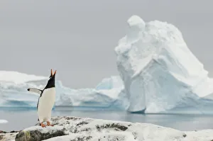 Pygoscelis Gallery: Gentoo penguins (Pygoscelis papua) calling, Cuverville Island. Antarctic Peninsula