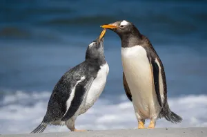 Gentoo penguins (Pygoscelis papua) pair, Sea Lion Island, Falkland Islands Gentoo penguins (Pygoscelis papua) pair, Sea Lion Island, Falkland Islands