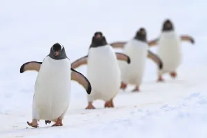 Sphenisciformes Gallery: Gentoo penguins (Pygoscelis papua) walking in line, returning to nesting area, Port Charcot