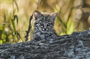 Geoffroys cat, (Leopardus geoffroyi) Calden Forest, La Pampa, Argentina Geoffroys cat, (Leopardus geoffroyi) Calden Forest, La Pampa, Argentina