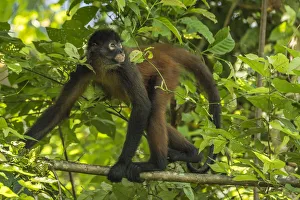 Geoffroys spider monkey (Ateles geoffroyi) walking along branch, Corcovado National Park Geoffroys spider monkey (Ateles geoffroyi) walking along branch, Corcovado National Park