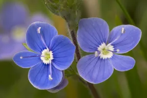 Germander speedwell flowers (Veronica chamaedrys). Peak District National Park Germander speedwell flowers (Veronica chamaedrys). Peak District National Park