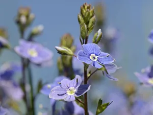 Germander speedwell (Veronica chamaedrys) clump flowering in a chalk grassland meadow Germander speedwell (Veronica chamaedrys) clump flowering in a chalk grassland meadow