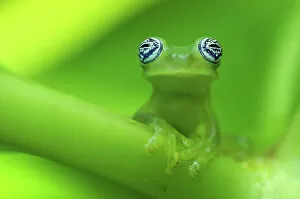 Images Dated 24th April 2008: Ghost glass frog (Centrolenella ilex) portrait, Costa Rica