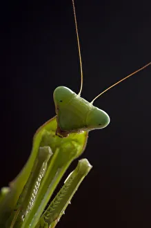 Giant African mantis (Sphodromantis viridis) portrait, captive, occurs in West Africa Giant African mantis (Sphodromantis viridis) portrait, captive, occurs in West Africa