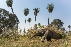 Giant anteater (Myrmecophaga tridactyla) foraging in palm savannah grasslands Giant anteater (Myrmecophaga tridactyla) foraging in palm savannah grasslands