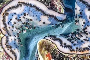 Giant clam (Tridacna gigas) mantle detail, Red Sea, Egypt