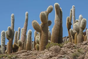 Giant Cordon cacti (Echinopsis atacamensis) on Incahuasi Island in Salar de Uyuni salt Giant Cordon cacti (Echinopsis atacamensis) on Incahuasi Island in Salar de Uyuni salt