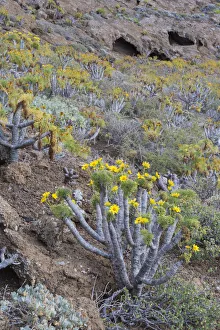 Giant coreopsis (coreopsis gigantea) inside the crater, Zapato Islet Giant coreopsis (coreopsis gigantea) inside the crater, Zapato Islet