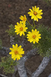 Giant coreopsis (coreopsis gigantea) flower, Zapato Islet Giant coreopsis (coreopsis gigantea) flower, Zapato Islet