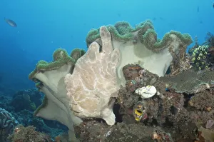 Giant frogfish {Antennarius commersoni} on Mushroom Leather coral, Sulawesi, Indonesia Giant frogfish {Antennarius commersoni} on Mushroom Leather coral, Sulawesi, Indonesia