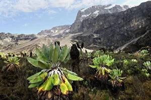 Images Dated 5th October 2008: Giant groundsel (Dendrosenecio sp) at 4000m altitude on slopes of Mount Kilimanjaro