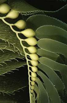 Giant Kelp (Macrocystis pyrifera) close up with detail of floats. Catalina Island Giant Kelp (Macrocystis pyrifera) close up with detail of floats. Catalina Island