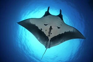 Floating Gallery: Giant Manta Ray (Manta birostris), San Benedicto Island, Revillagigedo Archipelago
