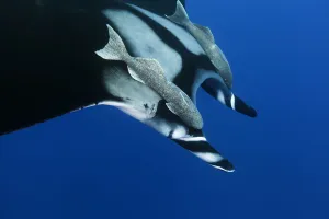 S Gallery: Sharksucker Collection