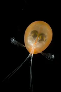 Giant ostracod {Gigantocypris mulleri} from between 718 and 1864m, Mid-Atlantic Ridge Giant ostracod {Gigantocypris mulleri} from between 718 and 1864m, Mid-Atlantic Ridge