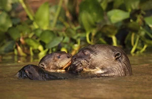 Images Dated 23rd September 2011: Giant Otter (Pteronura brasiliensis) adult with young in water, Pantanal, Brazil