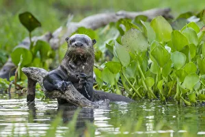 Giant Otter (Pteronura brasiliensis) holding onto a branch in a lagoon off the Paraguay Giant Otter (Pteronura brasiliensis) holding onto a branch in a lagoon off the Paraguay