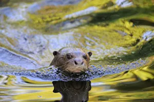 Giant otter (Pteronura brasiliensis) swimming, captive, from Pantanal, Brazil, IUCN Giant otter (Pteronura brasiliensis) swimming, captive, from Pantanal, Brazil, IUCN