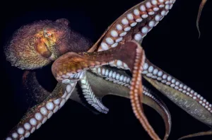 Giant Pacific octopus (Enteroctopus dofleini) showing arms and suckers, Vernon Rock Giant Pacific octopus (Enteroctopus dofleini) showing arms and suckers, Vernon Rock
