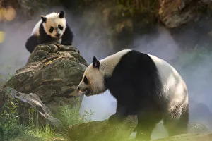 Giant panda (Ailuropoda melanoleuca) female Huan Huan and her cub out in their enclosure Giant panda (Ailuropoda melanoleuca) female Huan Huan and her cub out in their enclosure