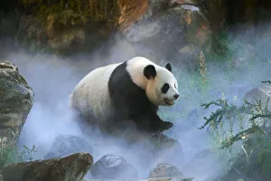 Giant panda (Ailuropoda melanoleuca) female Huan Huan out in her enclosure in mist Giant panda (Ailuropoda melanoleuca) female Huan Huan out in her enclosure in mist