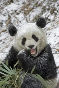Giant panda (Ailuropoda melanoleuca) dusted with snow eating Bamboo. In natural enclosure Giant panda (Ailuropoda melanoleuca) dusted with snow eating Bamboo. In natural enclosure
